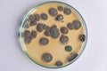 Penicillium, ascomycetous fungi are of major importance in the natural environment. Royalty Free Stock Photo